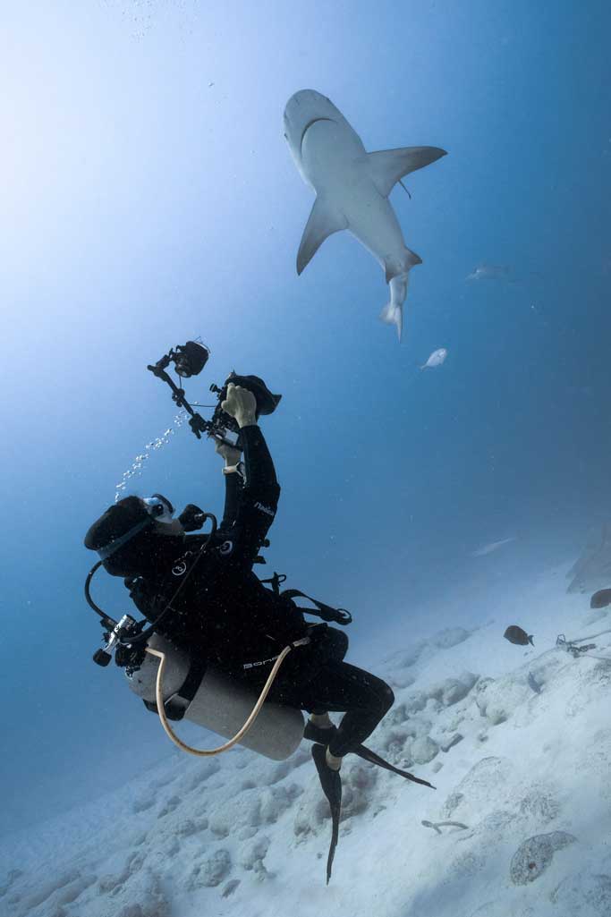 shark photograper mexico