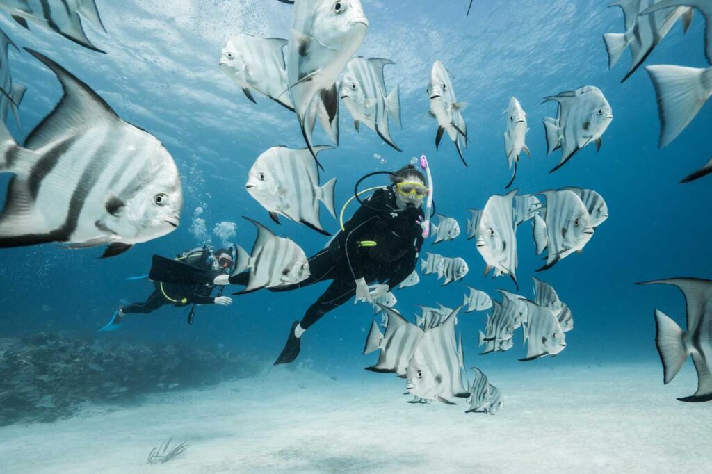 reef diving playa del carmen lots of fishes