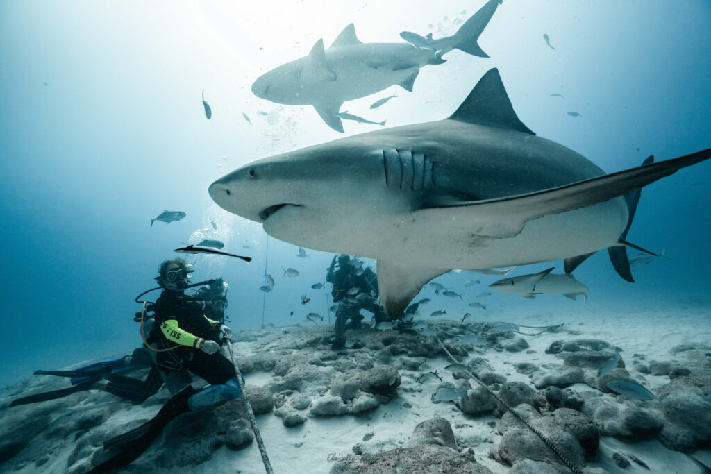 bull shark dive