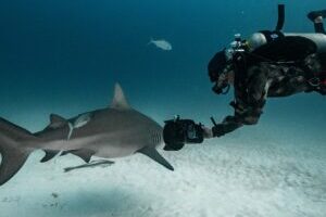 shark photos